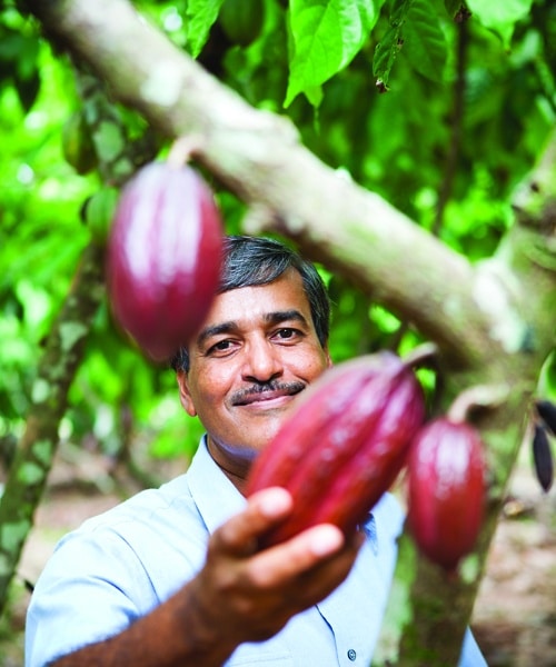 Cocoa Pods