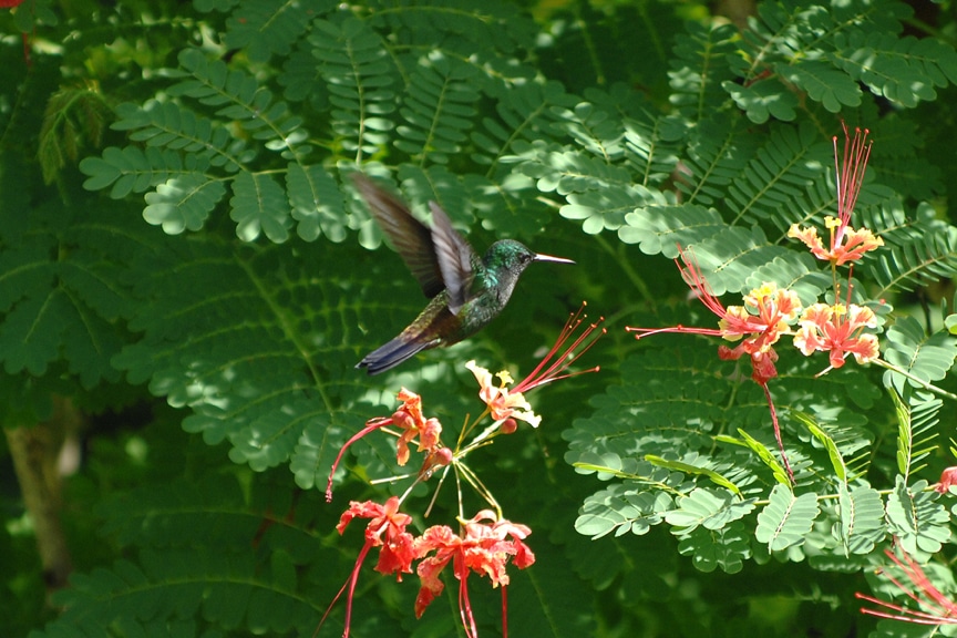 Tobago hummingbird