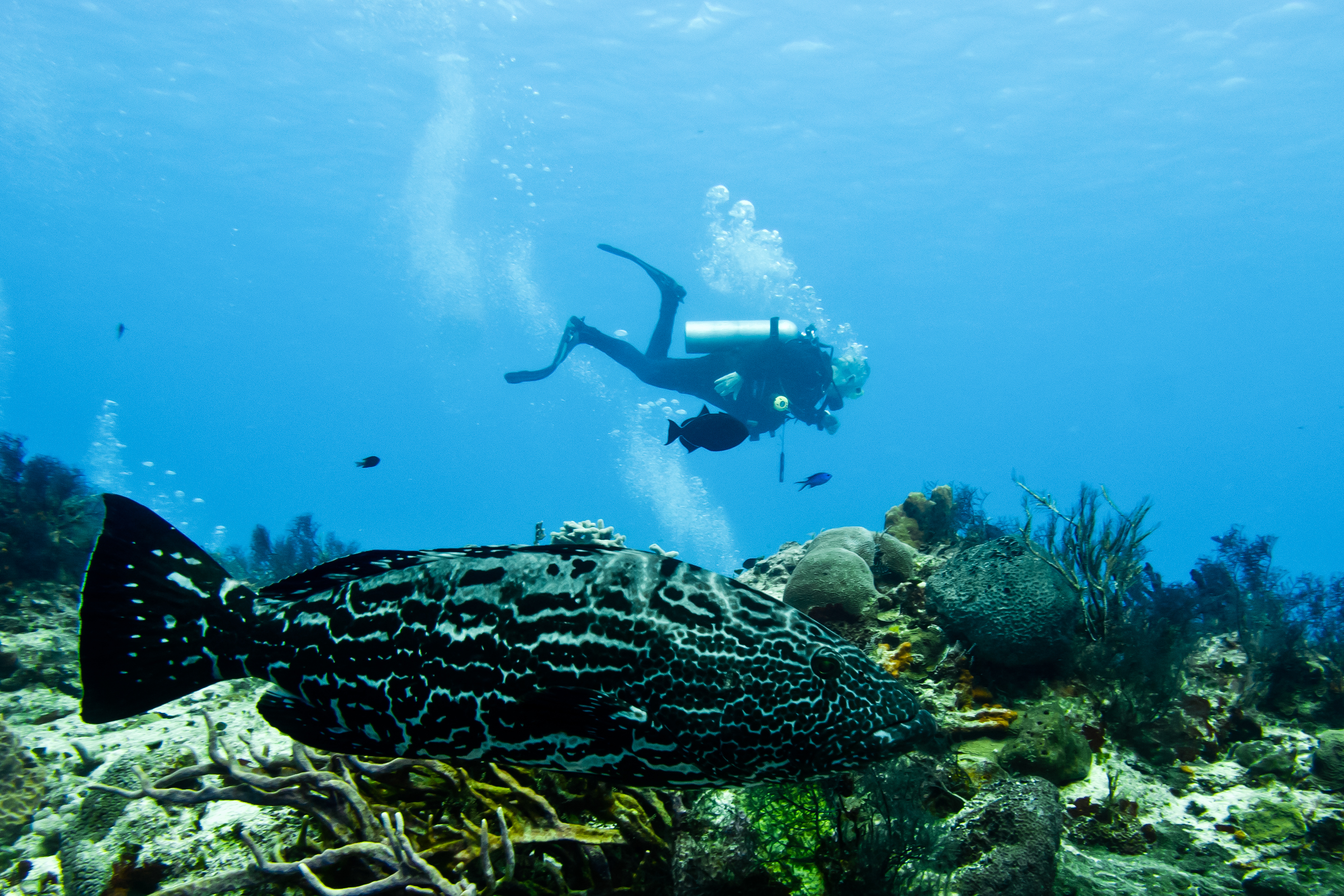 diving-cozumel-mexico