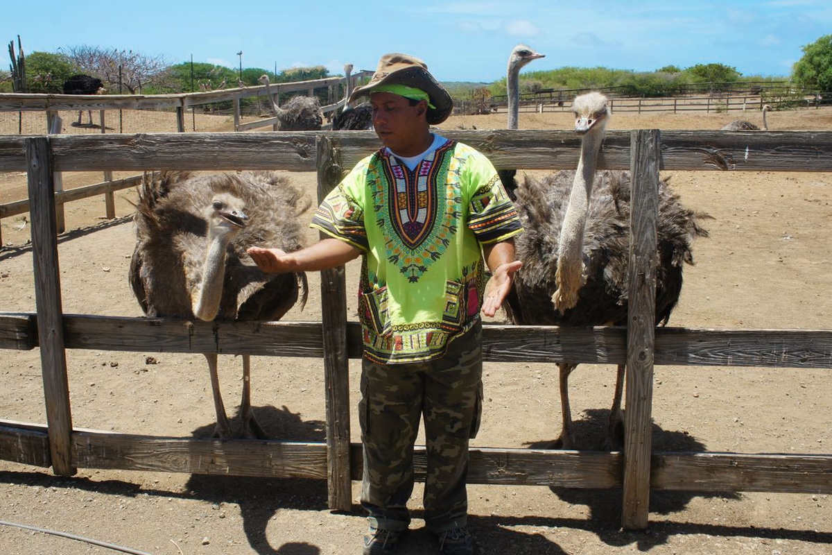 6 What To Do in Curacao: Curacao Ostrich Farm | Curacao Travel