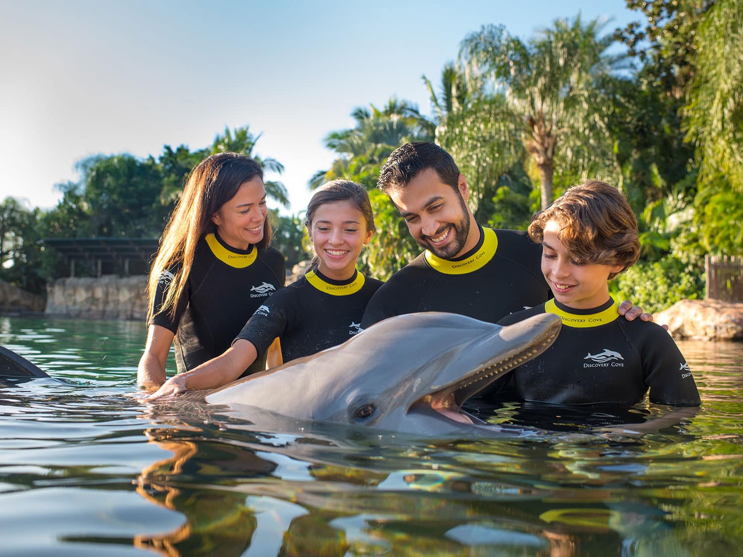 Discovery Cove dolphin