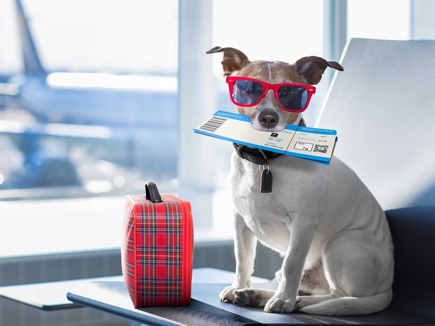 Dog traveling on airplane.