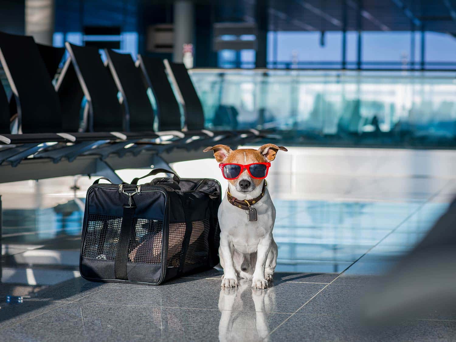 Dogs wearing sunglasses in the airport