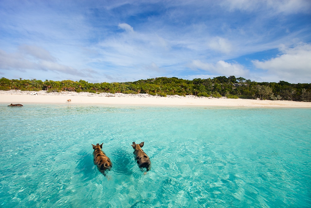 exuma-bahamas-swimming-pigs