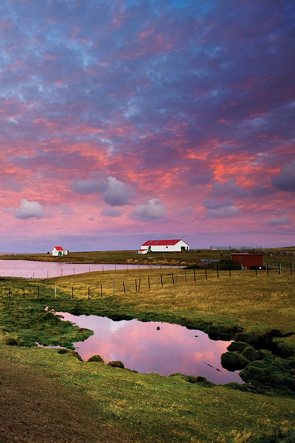 falklands_photo_tour_pink