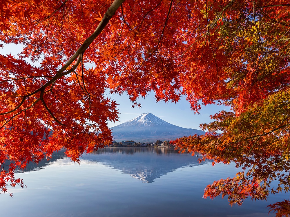 Fall Colors and Leaves: Honshu Island, Japan