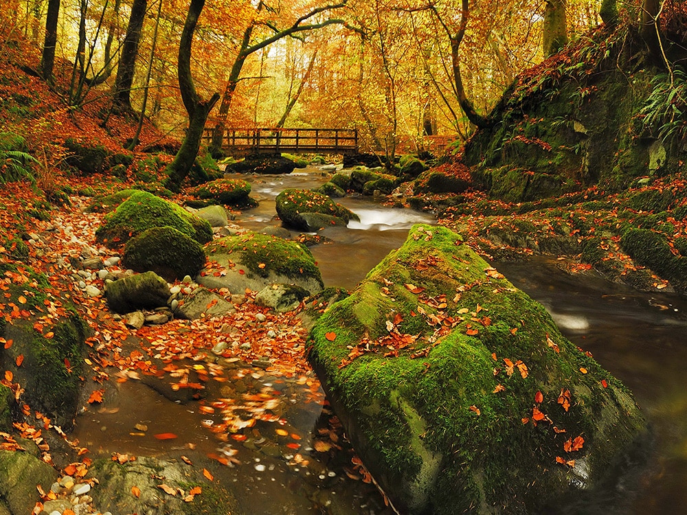 Fall Colors and Leaves: Stockghyll, located in England’s Lake District