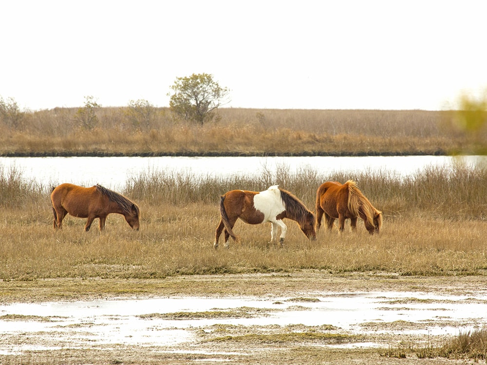 Fall Colors and Leaves: Assateague Island, Maryland and Virginia