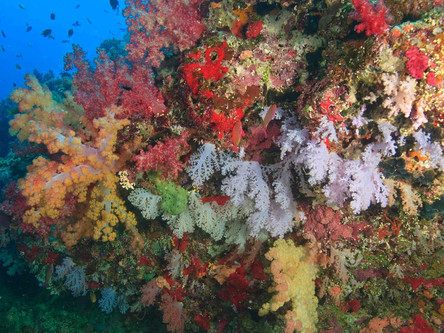 fiji rainbow reef