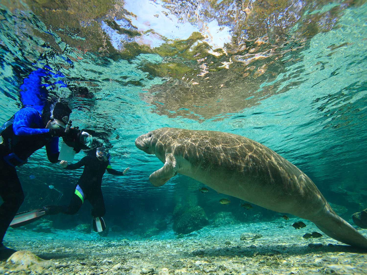 Manatee