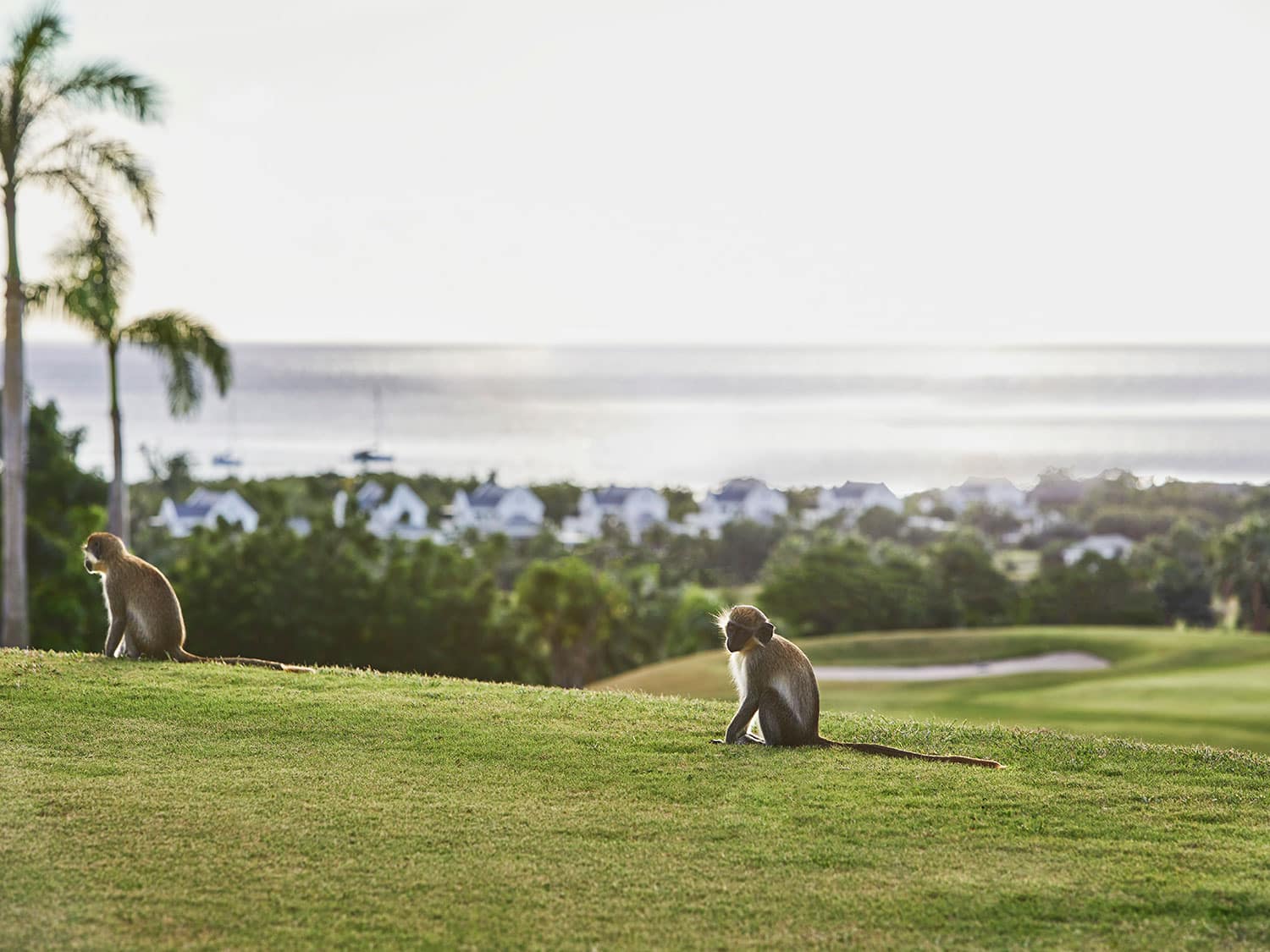 Monkeys on the golf course