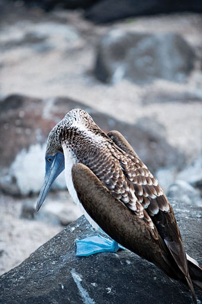 Galapagos Blue-Footed Boobie