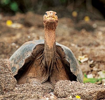 Lonesome George