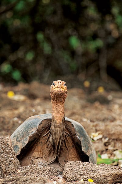 Galapagos Giant Tortoise