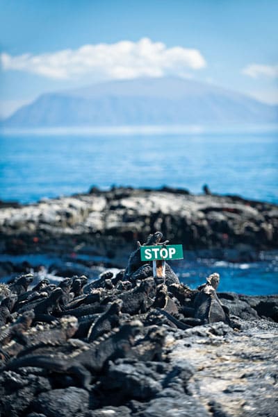 Galapagos Marine Iguanas