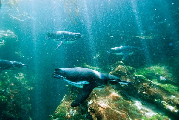 Galapagos Penguins