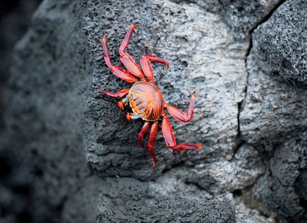 Galapagos Sally Lightfoot Crabs