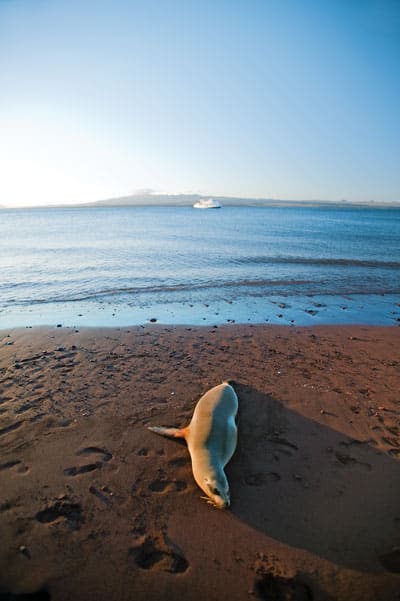 Galapagos Sea Lions