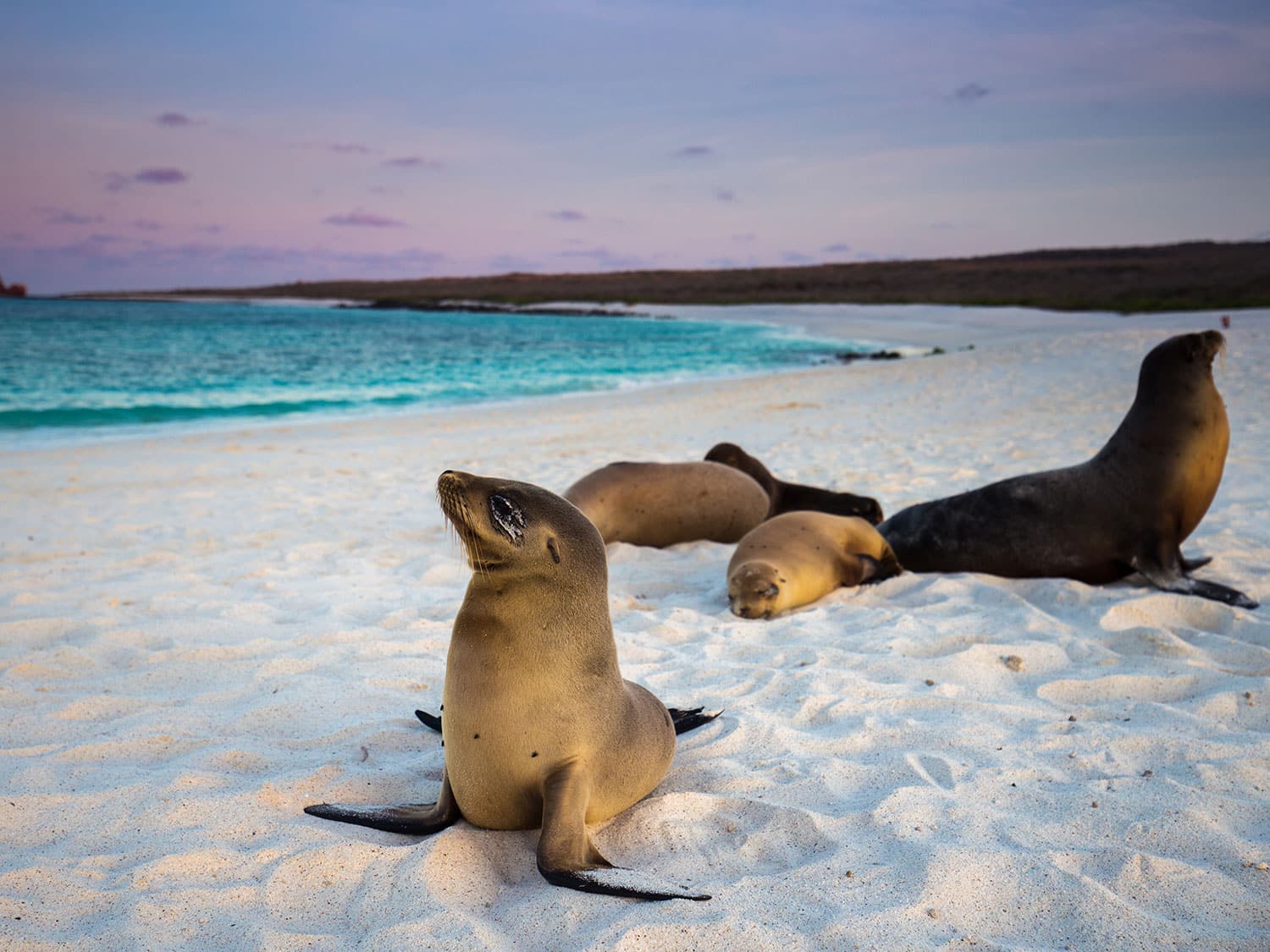 Galapagos