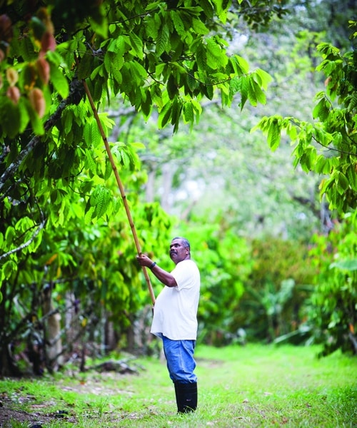 Gathering Cocoa Pods