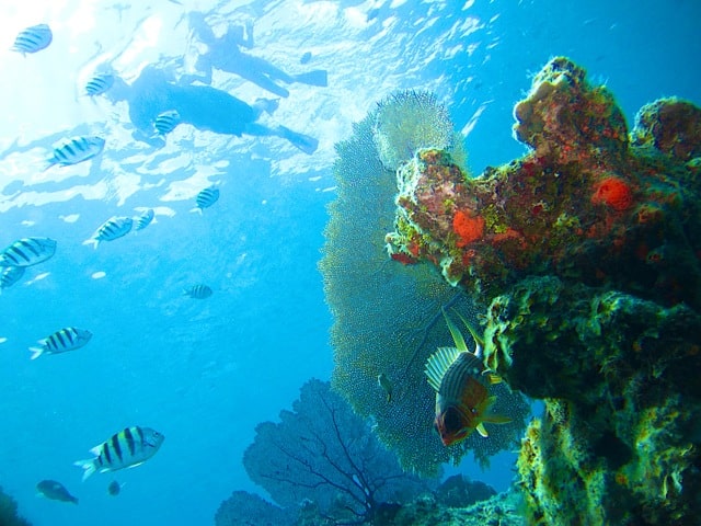 12-cozumel-for-families-Paraiso-Reef-snorkel