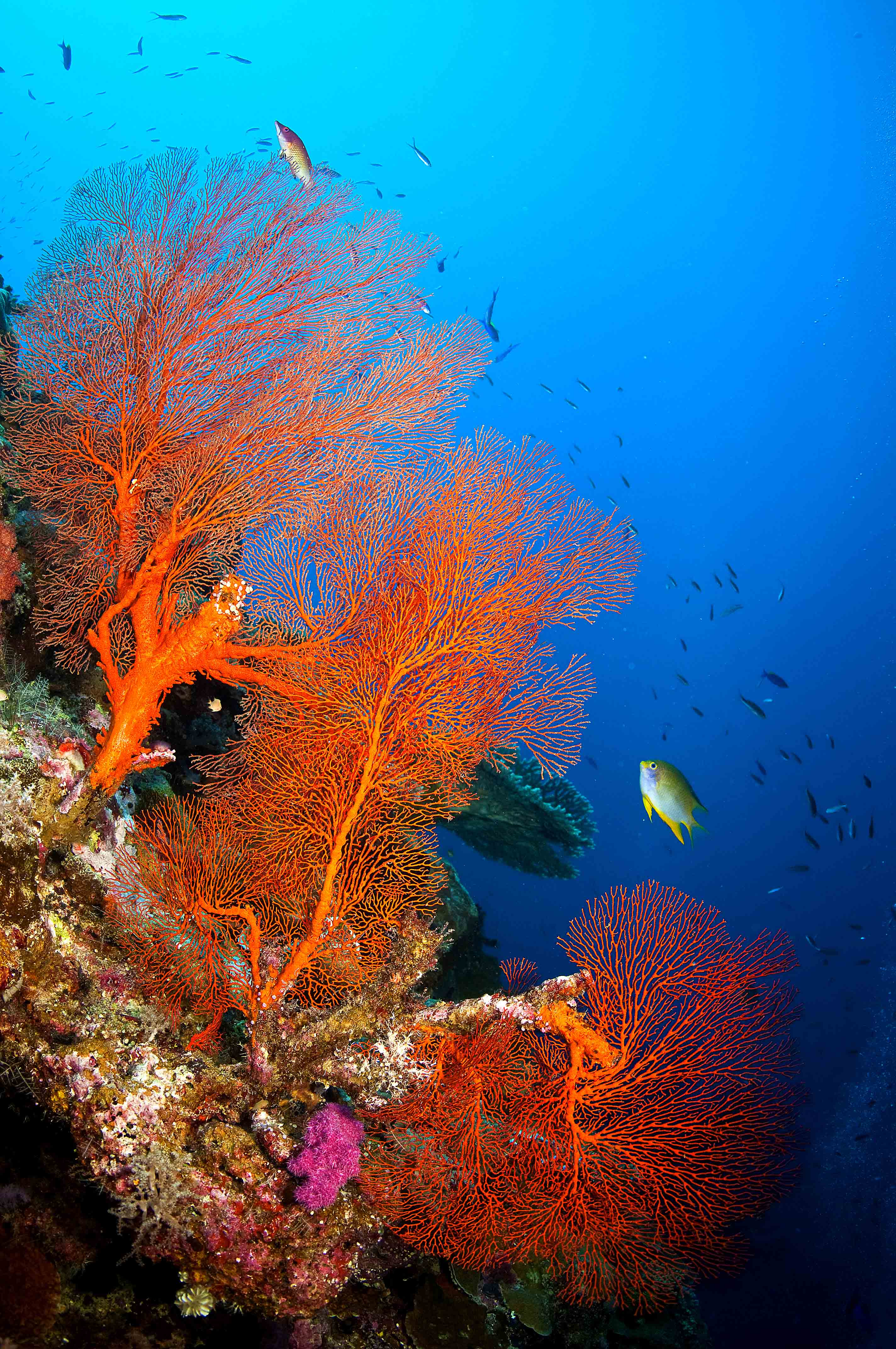 Rowley Shoals: Australia's Best Kept Secret | Broome | Barrier Reef | Coral