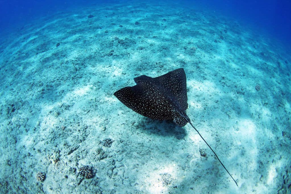 A fringing reef in Molokai,Hawaii, is a great setting for snorkeling, as it is a great spot to see eagle rays.