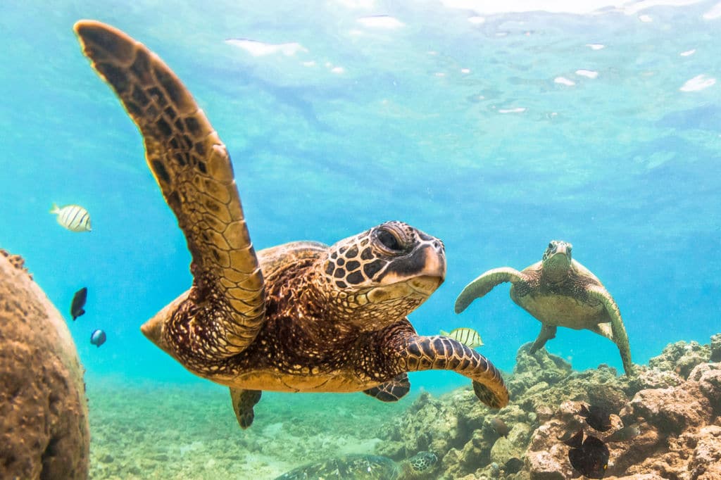 Located in Maui, Oahu, Turtle Town is everything the name suggests—a fantastic place to spot sea turtles.