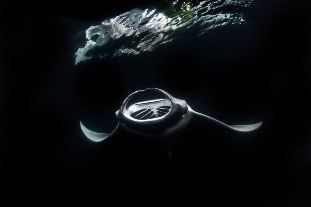 Night snorkeling in Maui, Hawaii, can lead to amazing encounters with mantas.
