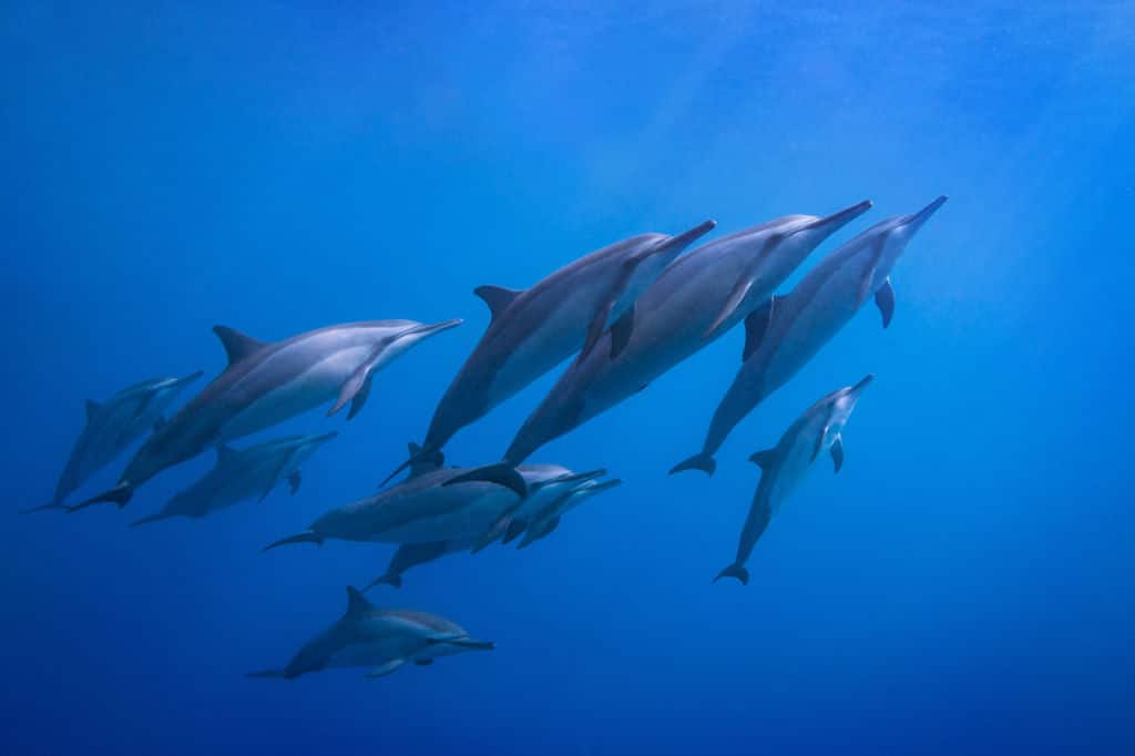 Spinner dolphins at play in Lanai's Hulopoe Bay.
