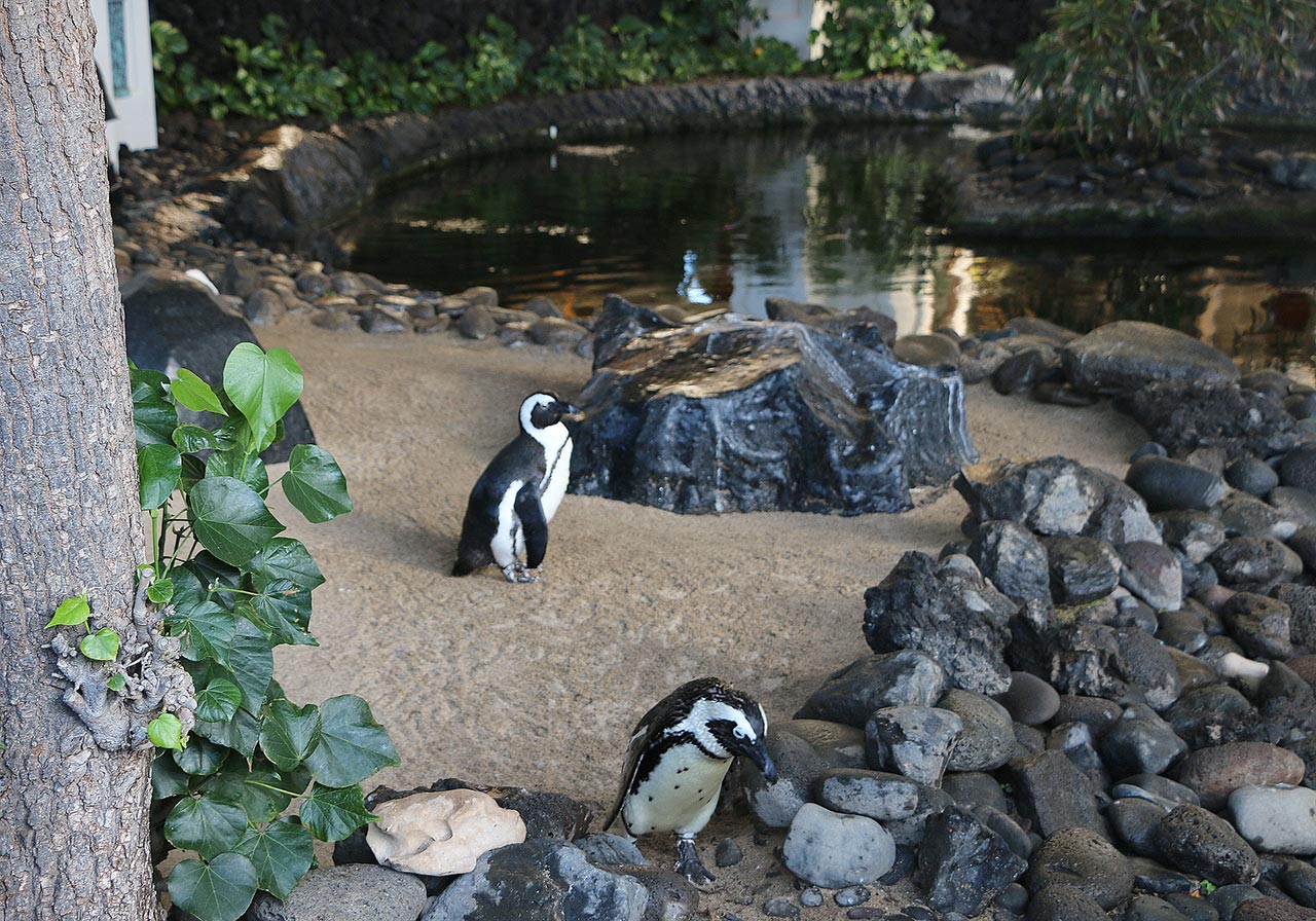 Hawaii wedding venues | Maui weddings | Hyatt Regency Maui penguins