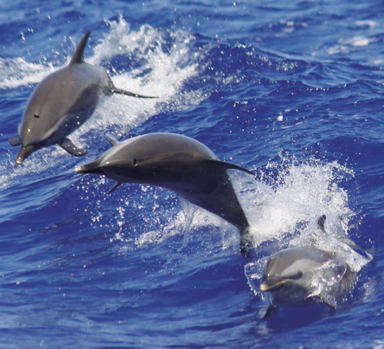 Hawaii Dolphins