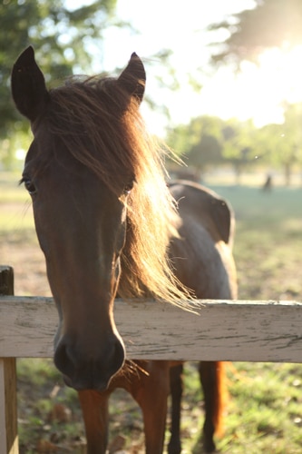 horses_img_8444.jpg