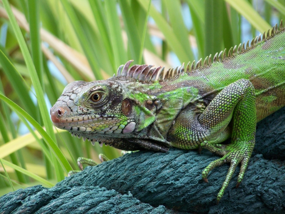 Iguana at Molly Malones, St. Thomas by Andrew Trushaw