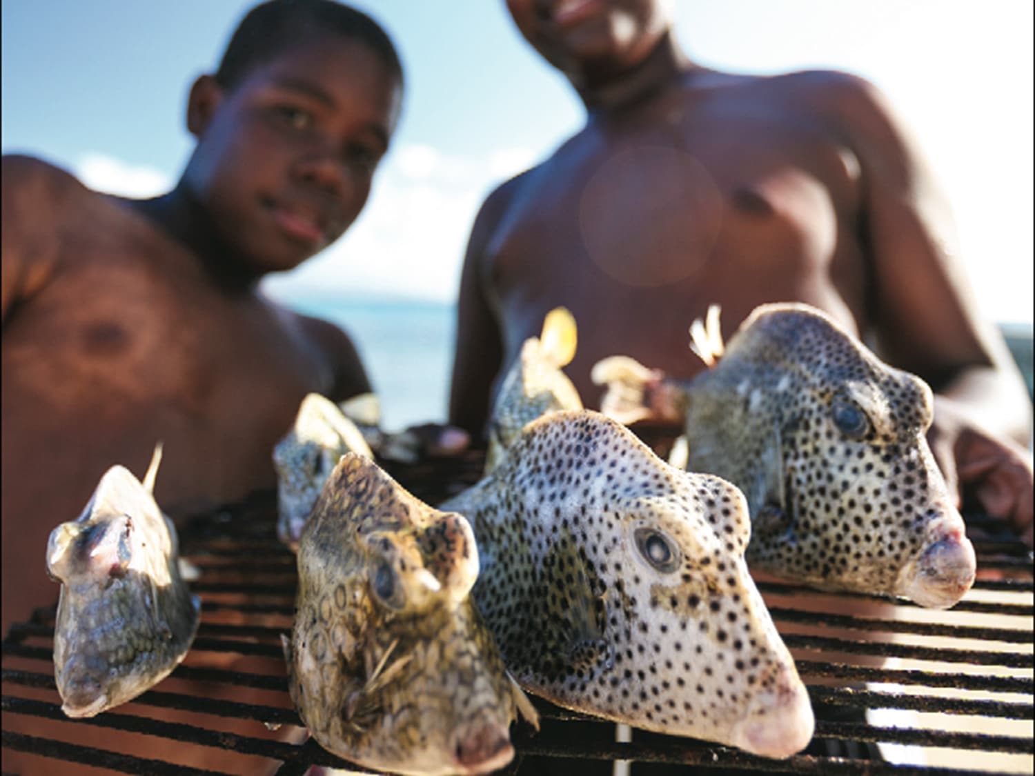 trunkfish