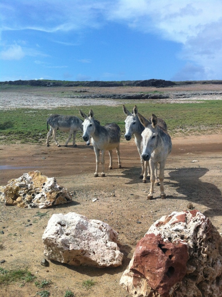 Aruba donkeys