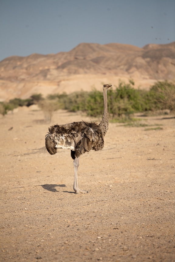 Desert Island Resort | Abu Dhabi Resort | Middle East Travel | Sir Bani Yas | Ostrich