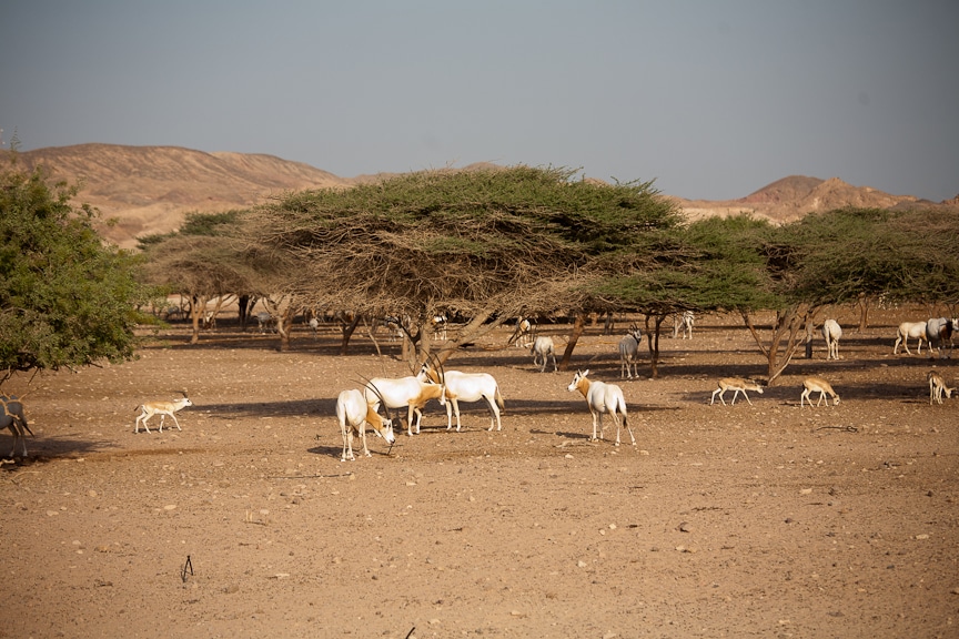 Desert Island Resort | Abu Dhabi Resort | Middle East Travel | Sir Bani Yas | Desert Animals