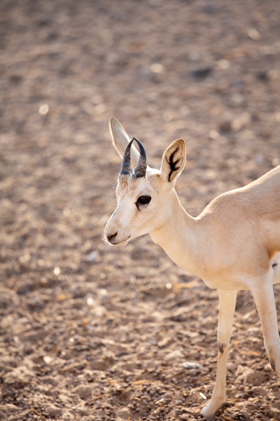 Desert Island Resort | Abu Dhabi Resort | Middle East Travel | Sir Bani Yas | Oryx