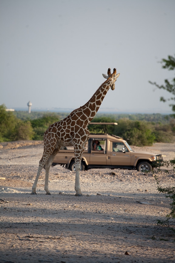 Desert Island Resort | Abu Dhabi Resort | Middle East Travel | Sir Bani Yas | Giraffe