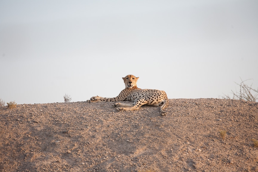 Desert Island Resort | Abu Dhabi Resort | Middle East Travel | Sir Bani Yas | Cheetah