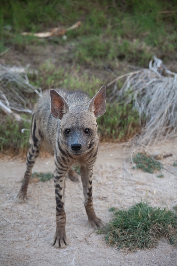 Desert Island Resort | Abu Dhabi Resort | Middle East Travel | Sir Bani Yas | Hyena