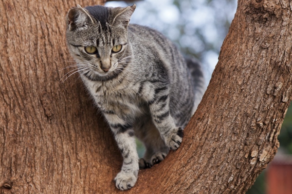 Island Cats | Hawaii Cats | Lanai Animal Rescue Center 1