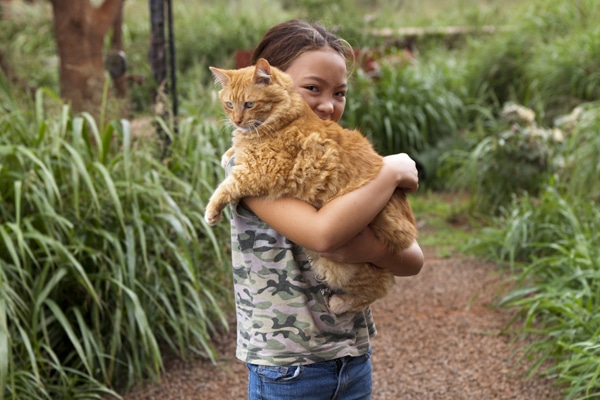 Island Cats | Hawaii Cats | Lanai Animal Rescue Center 2