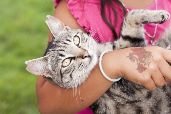 Island Cats | Hawaii Cats | Lanai Animal Rescue Center 3