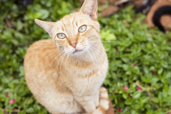 Island Cats | Hawaii Cats | Lanai Animal Rescue Center 6