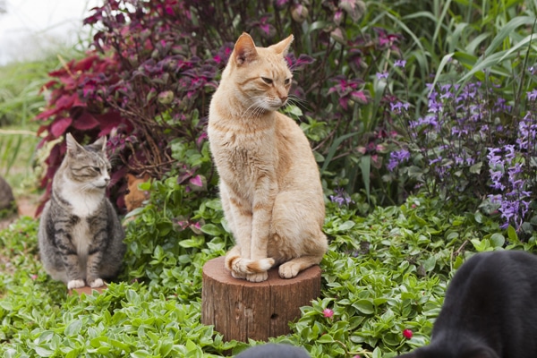 Island Cats | Hawaii Cats | Lanai Animal Rescue Center 7