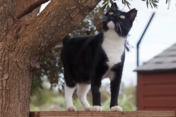 Island Cats | Hawaii Cats | Lanai Animal Rescue Center 8