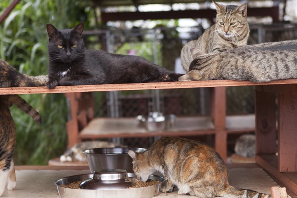 Island Cats | Hawaii Cats | Lanai Animal Rescue Center 9