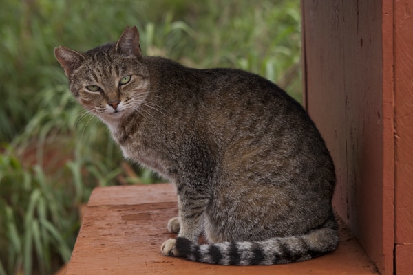 Island Cats | Hawaii Cats | Lanai Animal Rescue Center 10